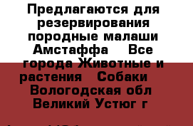 Предлагаются для резервирования породные малаши Амстаффа  - Все города Животные и растения » Собаки   . Вологодская обл.,Великий Устюг г.